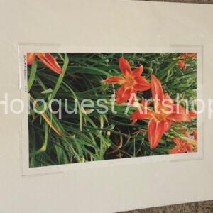 Matted 1